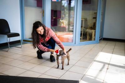 Jeffersonville Animal Shelter staff person with a small dog wearing a Santa hat